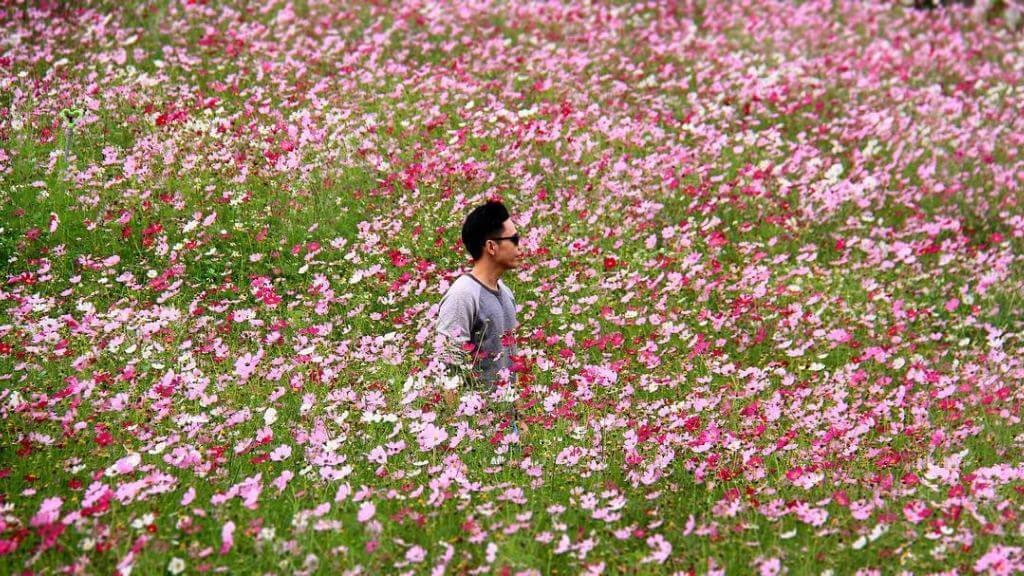 Trải nghiệm thiên đường hoa Happy Land