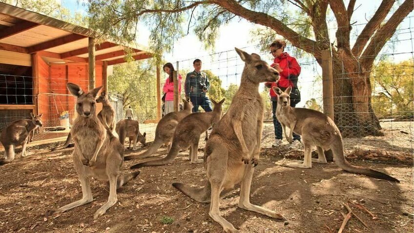 Tour Khám Phá Nước Úc: Sydney Melbourne 6N5Đ Thưởng Thức Bữa Tối Trên Du Thuyền