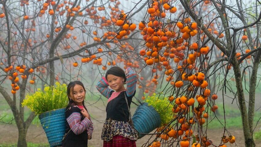 Tour Mai Châu Mộc Châu Cầu Kính Bạch Long 2 Ngày 1 Đêm | Khám Phá Tây Bắc Cùng Vietpower