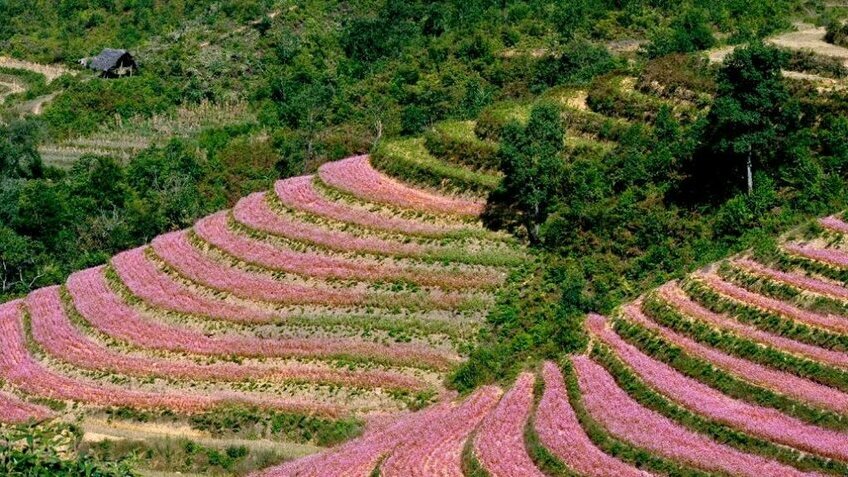 Tour Mai Châu Mộc Châu Cầu Kính Bạch Long 2 Ngày 1 Đêm | Khám Phá Tây Bắc Cùng Vietpower