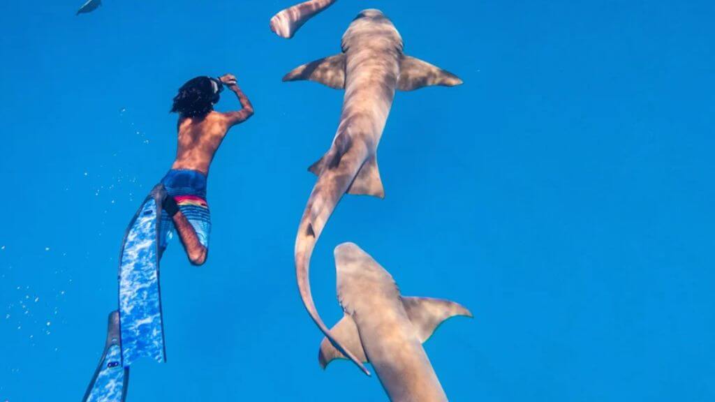 Tour Shark Snorkeling mang lại cảm giác mới lạ