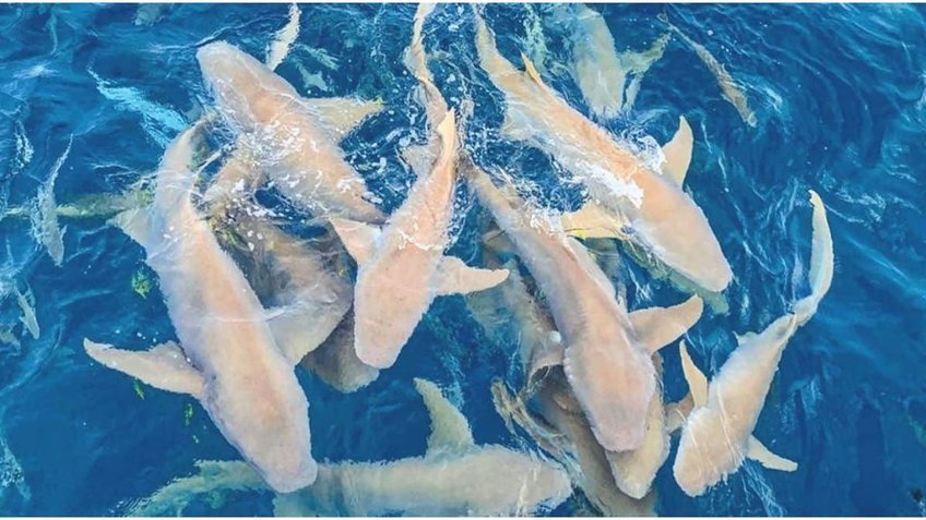 Tour Maldives 5 Ngày 4 Đêm Từ TP.HCM | Maafushi – Adaaran Club Rannalhi – Male