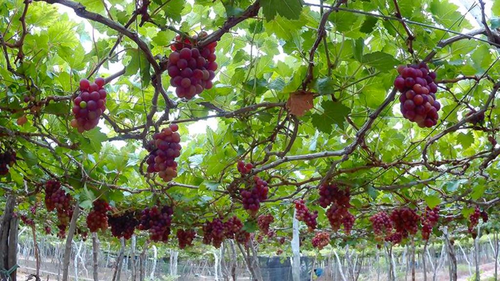 Vườn nho Ninh Thuận với những chùm nho trĩu quả