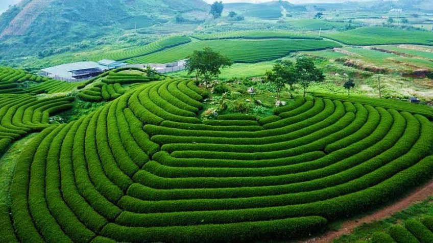 Tour Mộc Châu 2N1Đ: Khám Phá Cao Nguyên Xanh