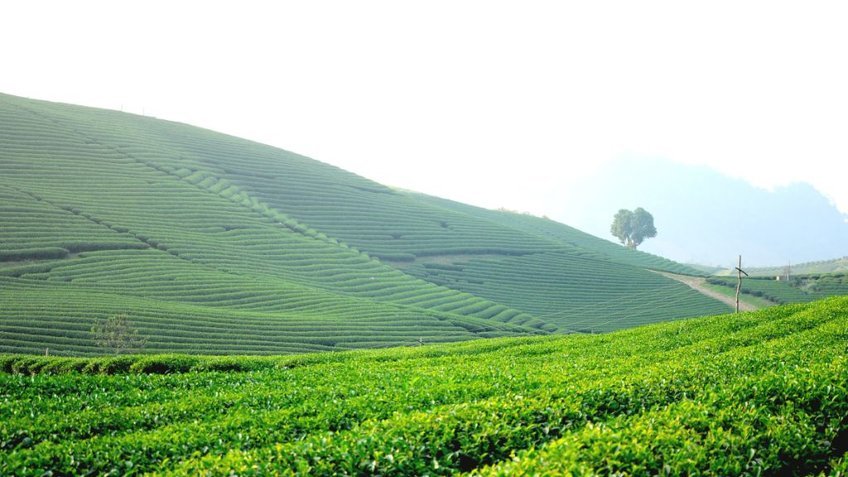 Tour Mộc Châu 2N1Đ: Khám Phá Cao Nguyên Xanh