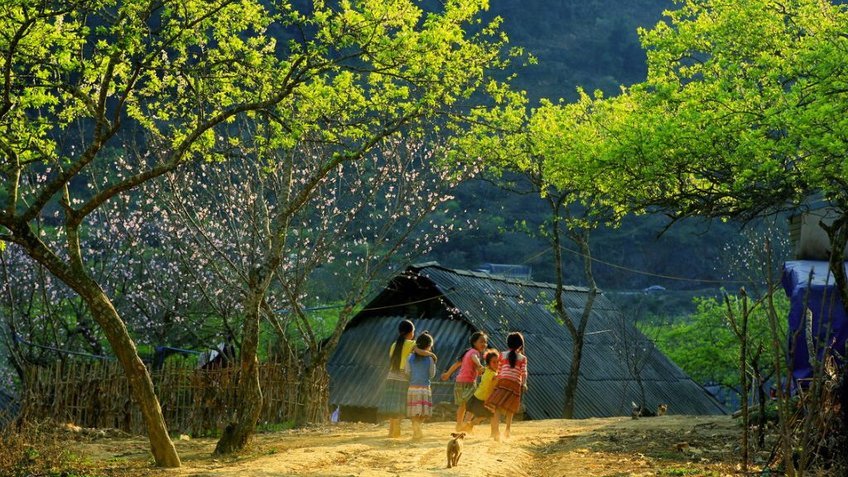 Tour Mộc Châu 2N1Đ: Khám Phá Cao Nguyên Xanh