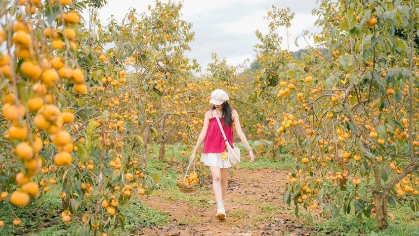 Tour Mộc Châu 2N1Đ: Khám Phá Cao Nguyên Xanh