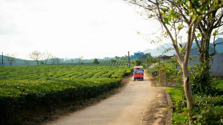 Tour Mộc Châu 2N1Đ: Khám Phá Cao Nguyên Xanh