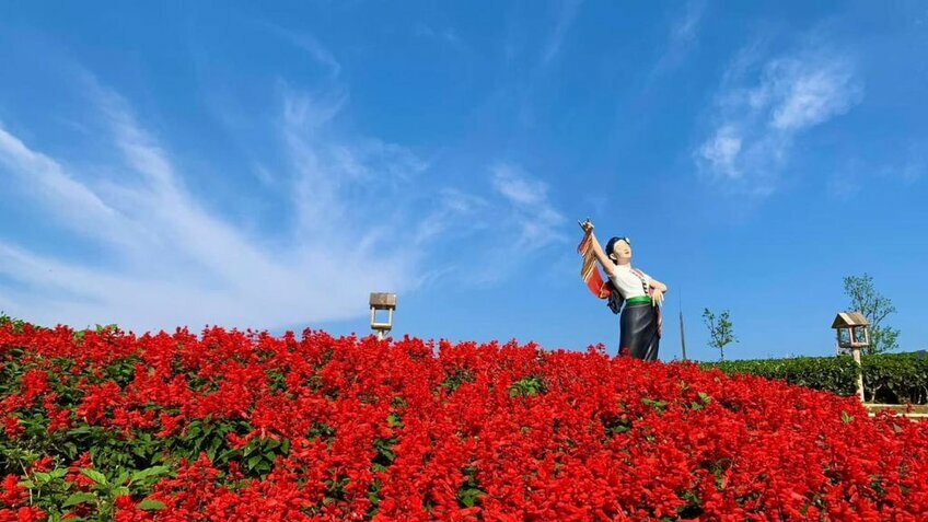 Tour Mộc Châu 2N1Đ: Khám Phá Cao Nguyên Xanh