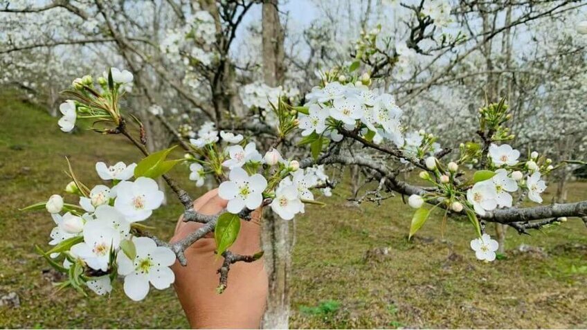 Tour Na Hang 2N1Đ mùa hoa lê trắng Khởi hành từ HCM