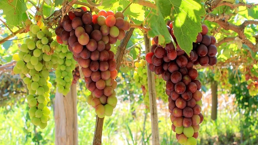 Tour Ninh Thuận 3 ngày 2 đêm: KDL Tanyoli - Vĩnh Hy - Hang Rái - Vườn nho - Đồng cừu
