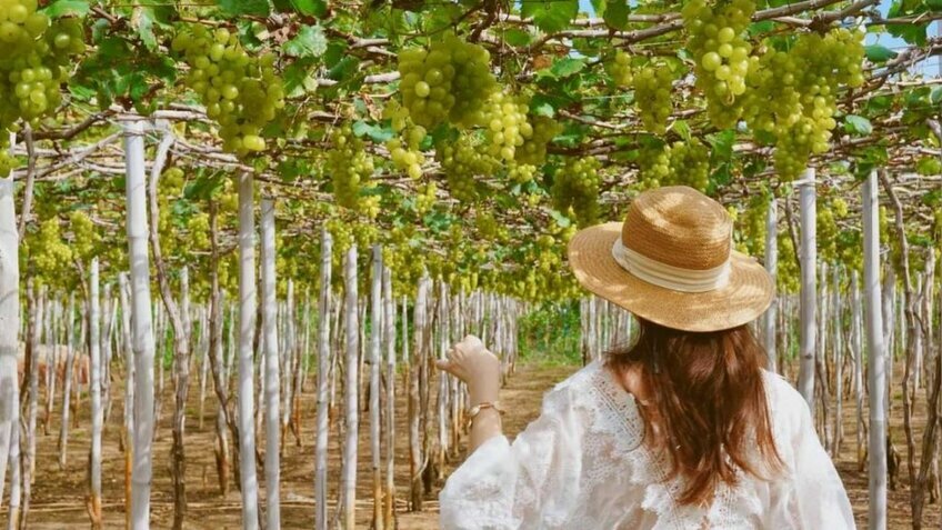 Tour Ninh Thuận 3 ngày 2 đêm: KDL Tanyoli - Vĩnh Hy - Hang Rái - Vườn nho - Đồng cừu