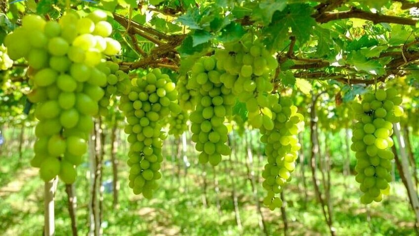 Tour Ninh Thuận 3 ngày 2 đêm: KDL Tanyoli - Vĩnh Hy - Hang Rái - Vườn nho - Đồng cừu