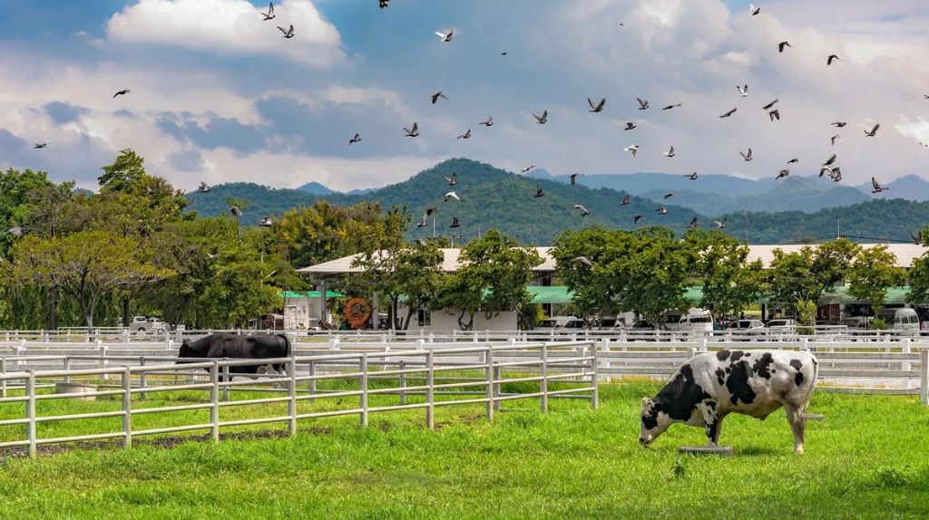 Quý khách tìm hiểu về trang trại lớn nhất ở Thái Lan Chokchai Farm