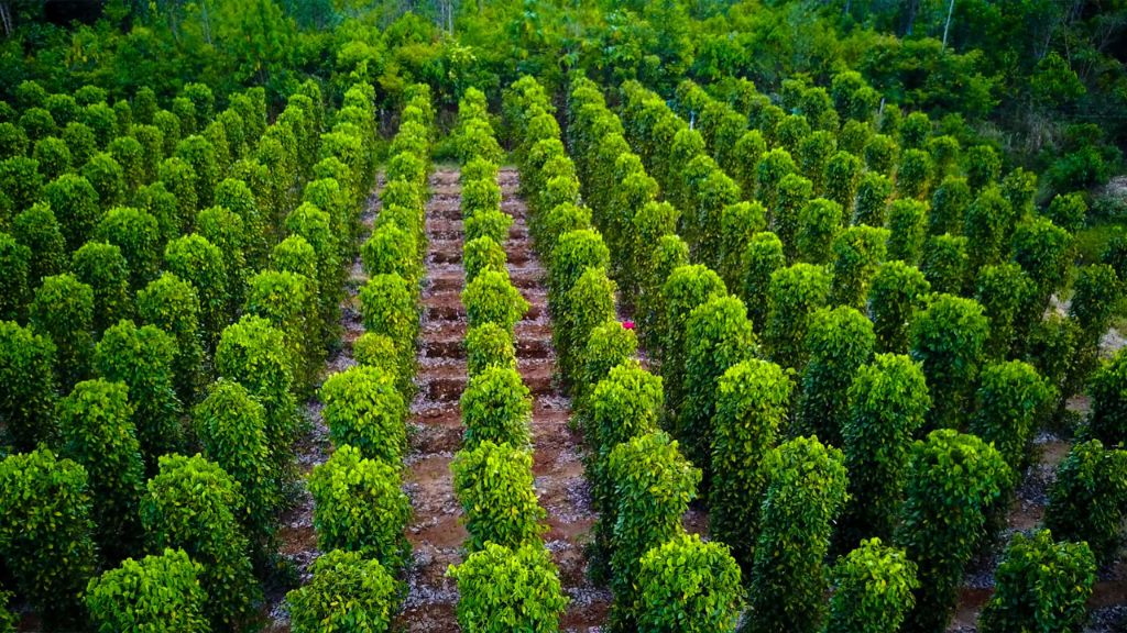 Vườn tiêu Phú Quốc với vẻ đẹp xanh mướt