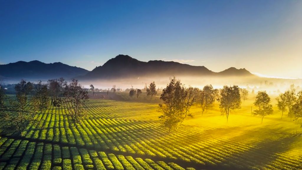 Biển Hồ chè Gia Lai với những đồi chè xanh bát ngắt rực rỡ trong nắng ban mai.