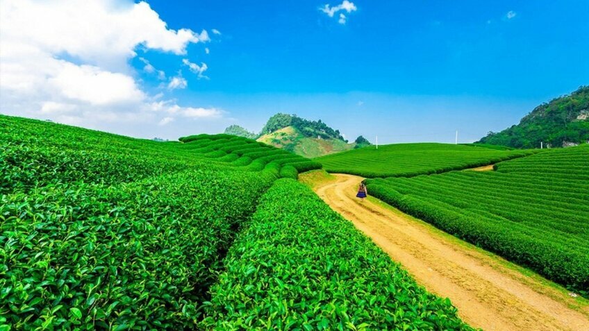 Tour Tết 2026 Mộc Châu 3N3Đ: Đón xuân trên vùng cao nguyên