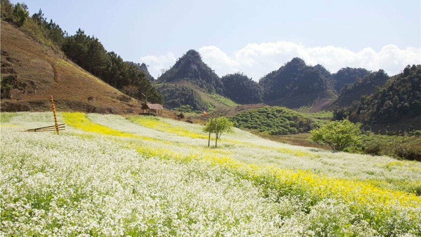 Tour Tết 2026 Mộc Châu 3N3Đ: Đón xuân trên vùng cao nguyên