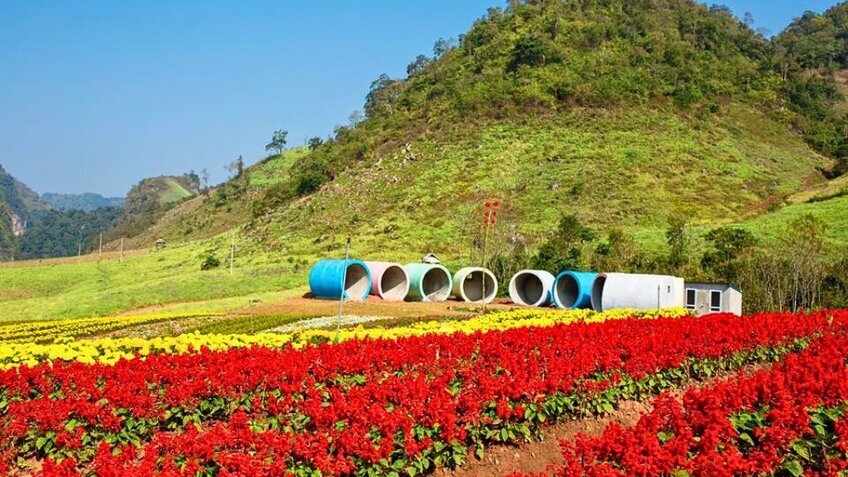 Tour Tết 2026 Mộc Châu 3N3Đ: Đón xuân trên vùng cao nguyên