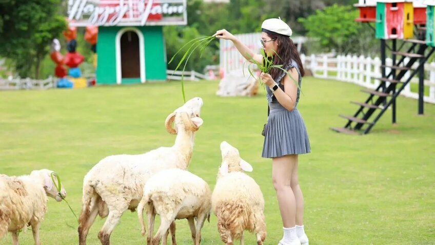 Tour Tết 2026 Mộc Châu 3N3Đ: Đón xuân trên vùng cao nguyên