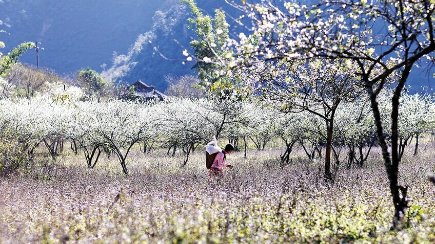 Tour Tết 2026 Mộc Châu 3N3Đ: Đón xuân trên vùng cao nguyên