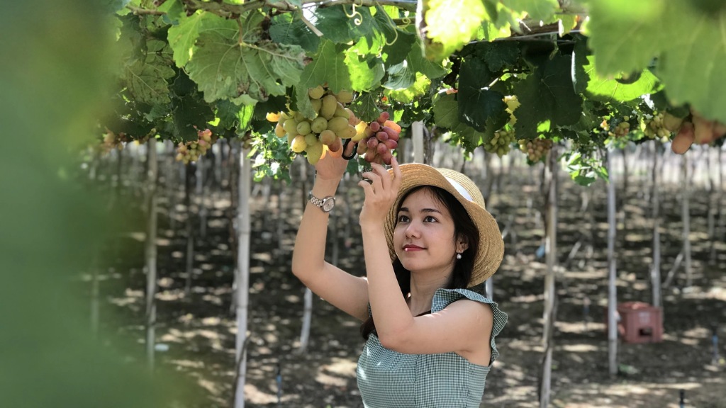 Trải nghiệm vườn nho Thái An Ninh Thuận