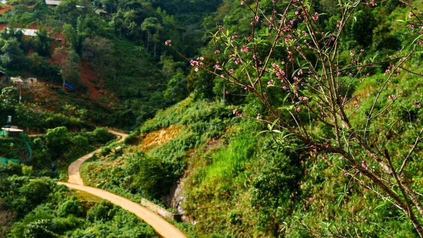 Tour Tết Tà Xùa 2026 Từ Hồ Chí Minh: Trải Nghiệm Săn Mây Trên Đỉnh Non Cao