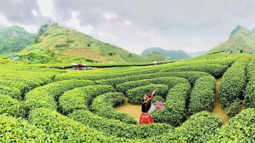 Tour tết Tây Bắc 2026: Mộc Châu - Sơn La - Điện Biên 5N4Đ