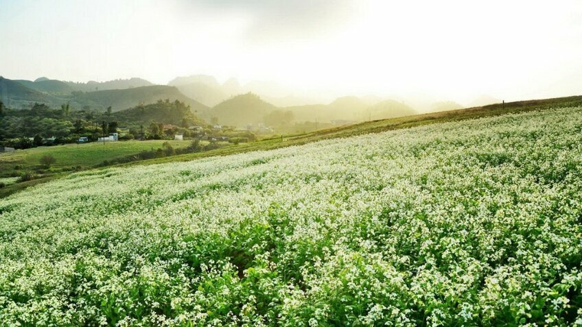 Tour tết Tây Bắc 2026: Mộc Châu - Sơn La - Điện Biên 5N4Đ