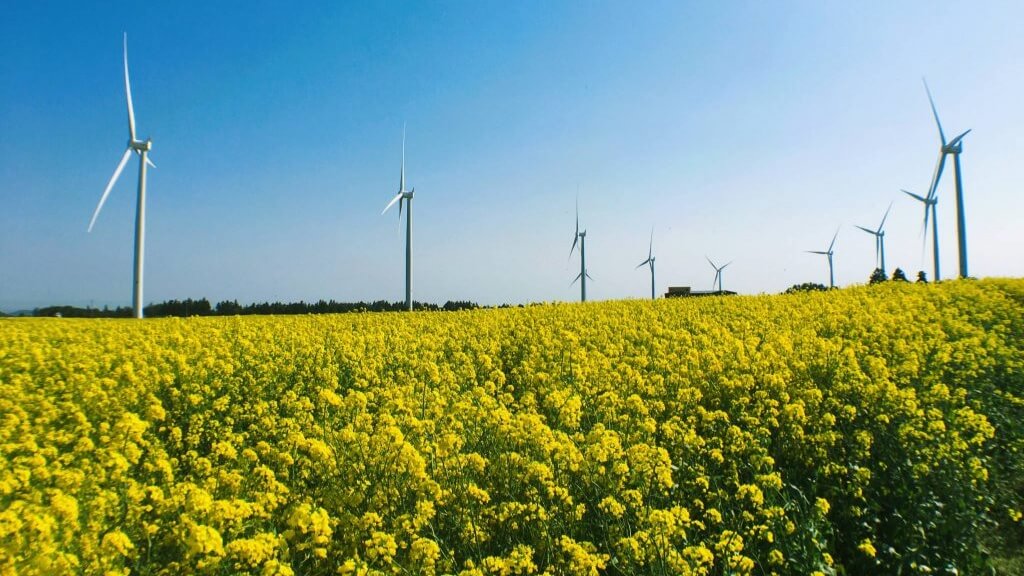 Gasiri wind farm ngắm những cánh đồng hoa cải vàng trải dài đến chân trời