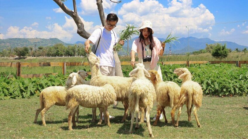 Tour Vĩnh Hy 1 ngày: Hang Rái - Đồng Cừu - Vườn Nho