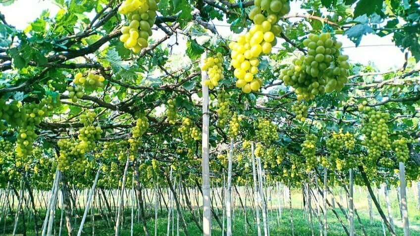 Tour Vĩnh Hy 1 ngày: Hang Rái - Đồng Cừu - Vườn Nho