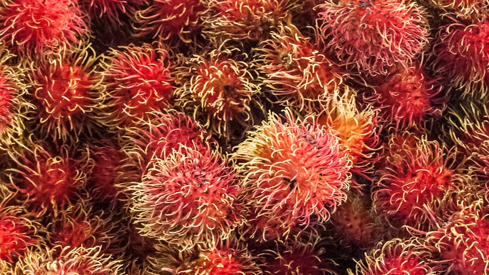 Tour ASIA FRUIT LOGISTICA – Hội chợ rau quả Hồng Kông
